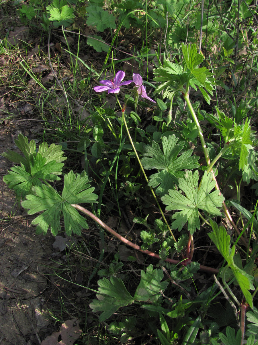 Image of Geranium asphodeloides specimen.