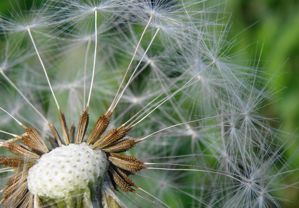 Image of genus Taraxacum specimen.