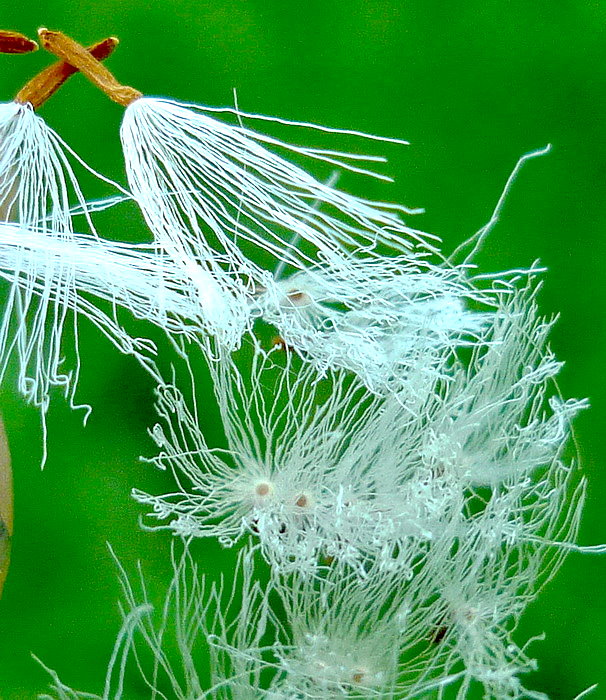 Image of Petasites tatewakianus specimen.