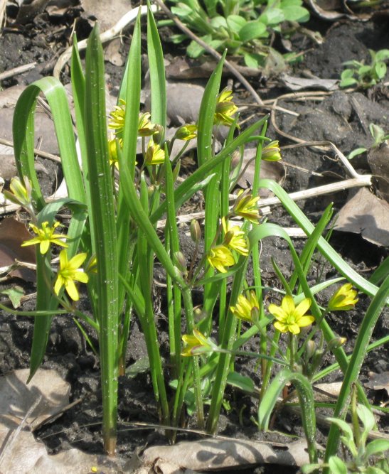 Image of genus Gagea specimen.