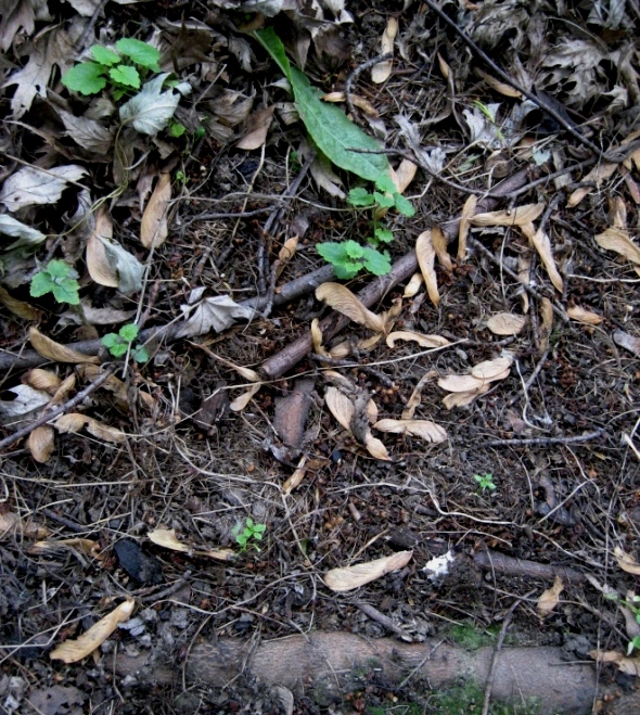 Image of Acer saccharinum specimen.