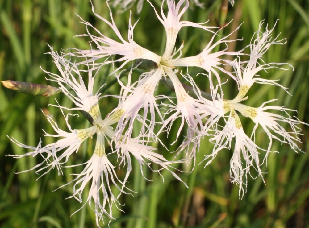 Image of Dianthus stenocalyx specimen.