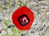 Papaver pavoninum