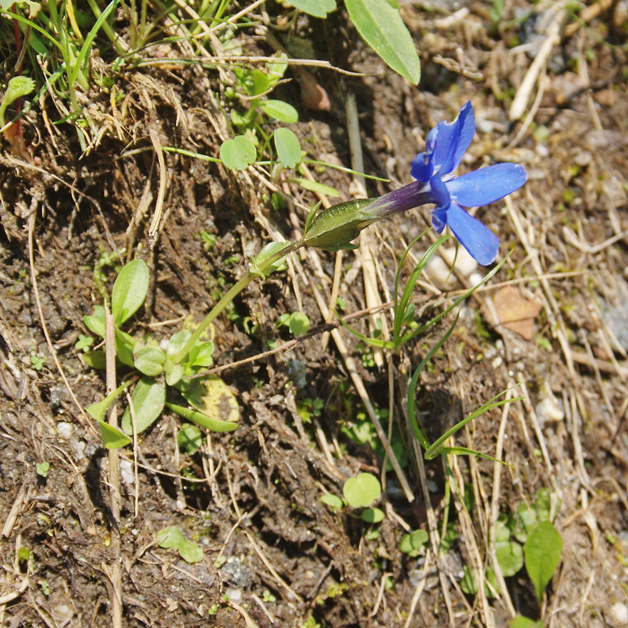 Изображение особи Gentiana angulosa.