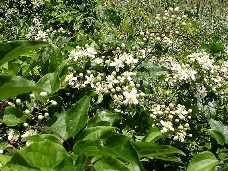 Image of Clematis vitalba specimen.