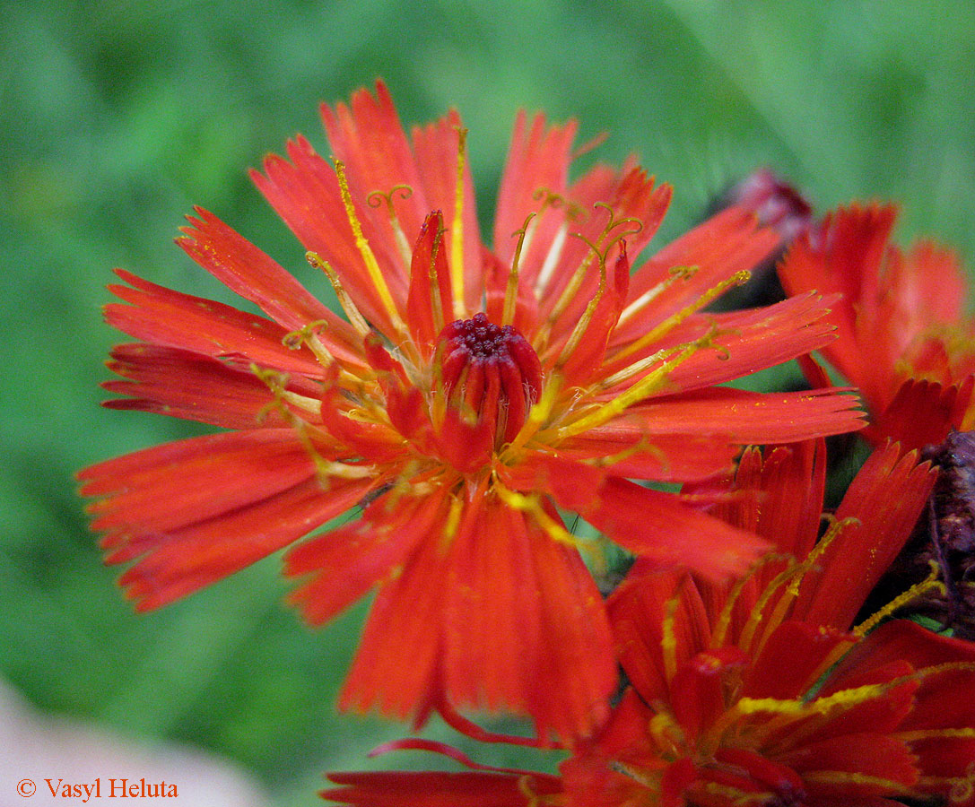 Image of Pilosella aurantiaca specimen.