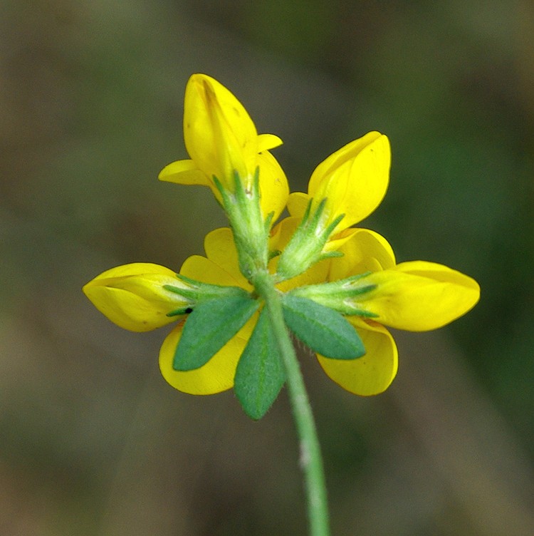 Изображение особи Lotus corniculatus.