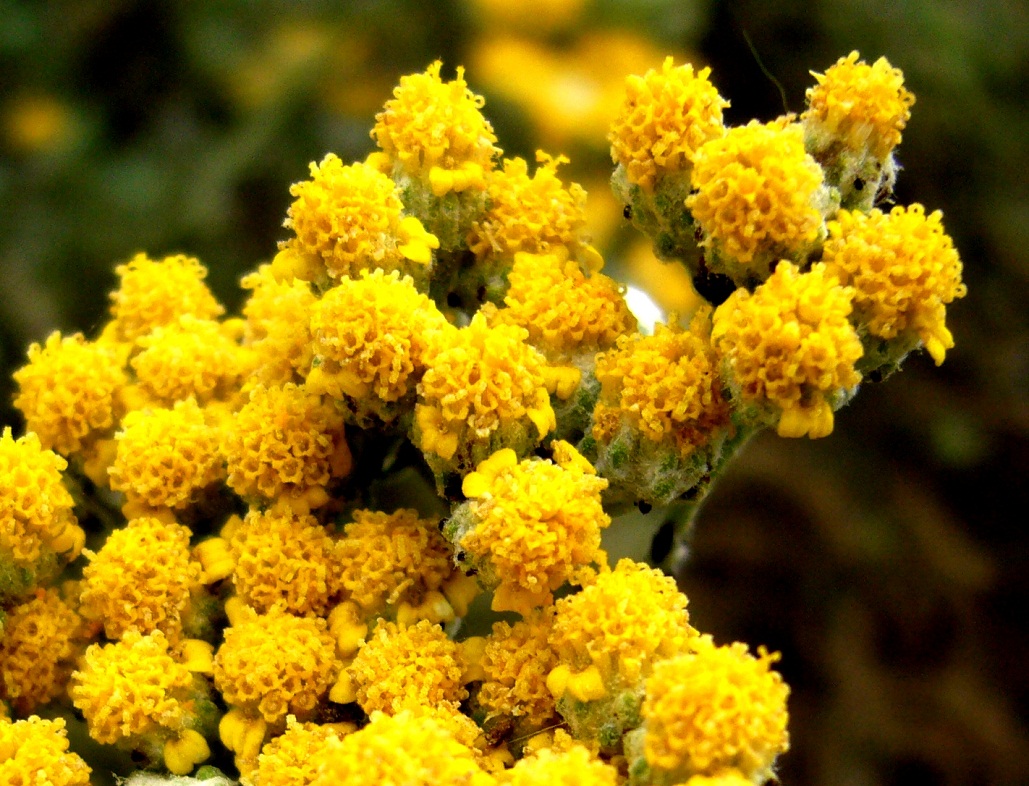 Image of Achillea wilhelmsii specimen.