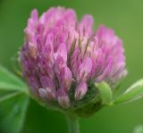 Trifolium pratense. Соцветие. Московская обл., Раменский р-н, Хрипань, луг. 27.08.2006.