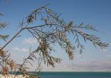 Tamarix tetragyna. Ветвь цветущего кустарника. Израиль, берег Мёртвого моря (около 1,5 м над уровнем воды). 21.02.2011.