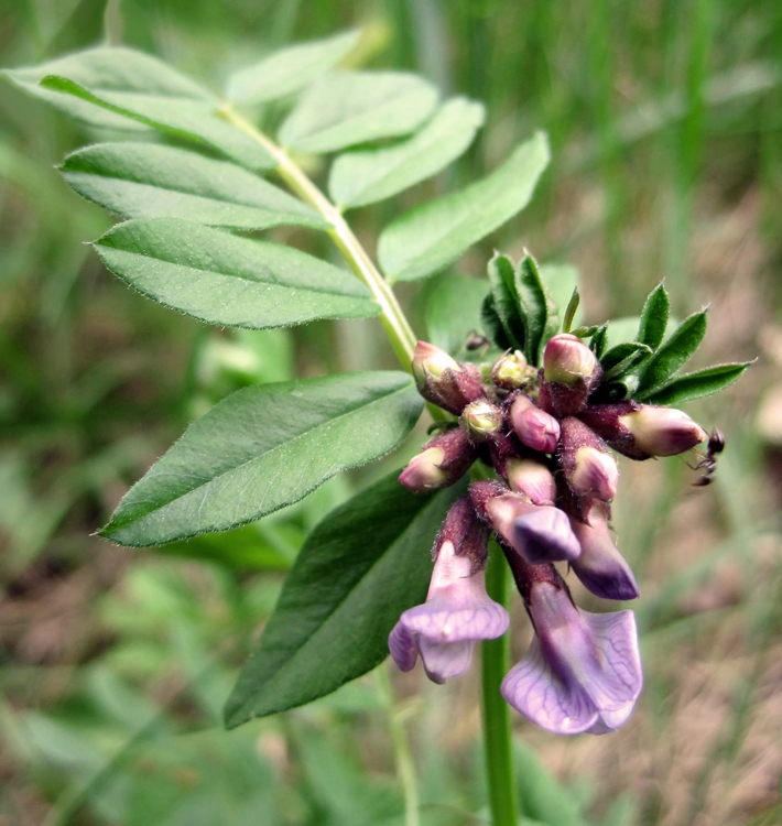 Image of Vicia sepium specimen.