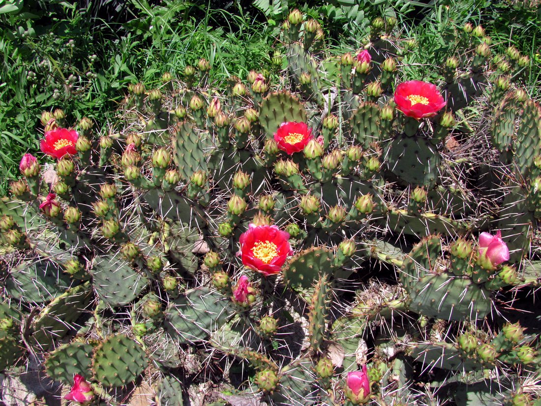 Image of Opuntia phaeacantha var. camanchica f. rubra specimen.