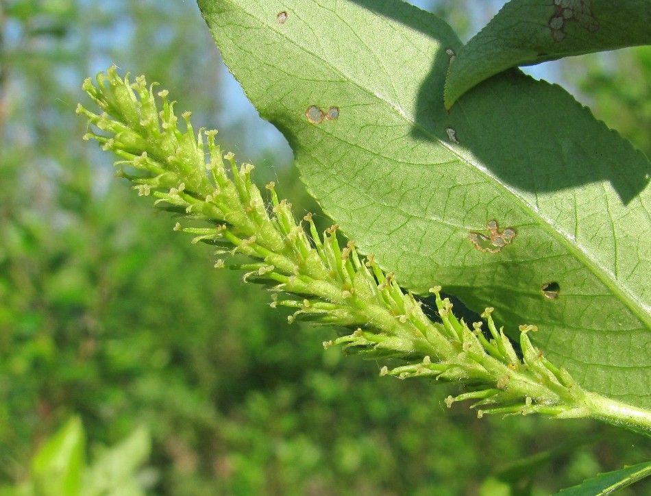 Изображение особи Salix pentandra.