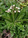 Capsella bursa-pastoris. Цветущее растение. Севастополь, 18 марта 2009 г.