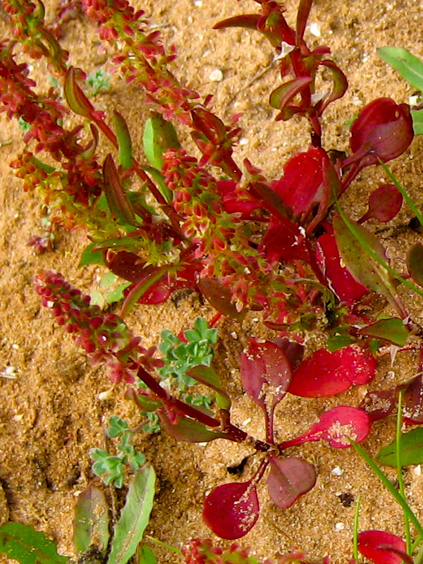 Изображение особи Rumex bucephalophorus.