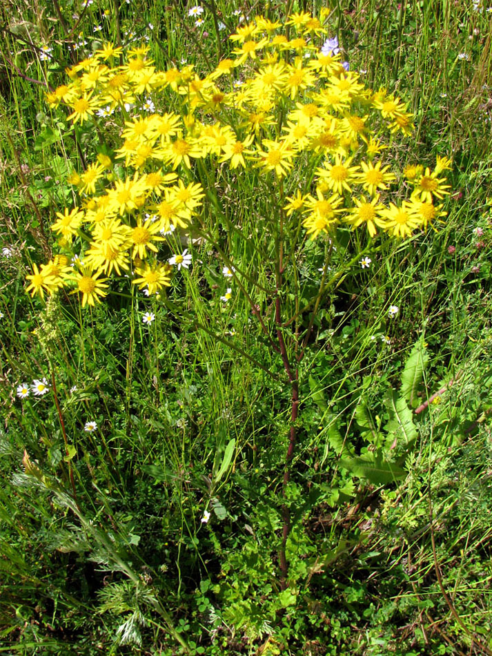 Изображение особи Senecio jacobaea.