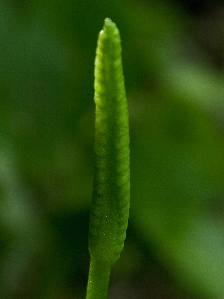Изображение особи Ophioglossum alaskanum.