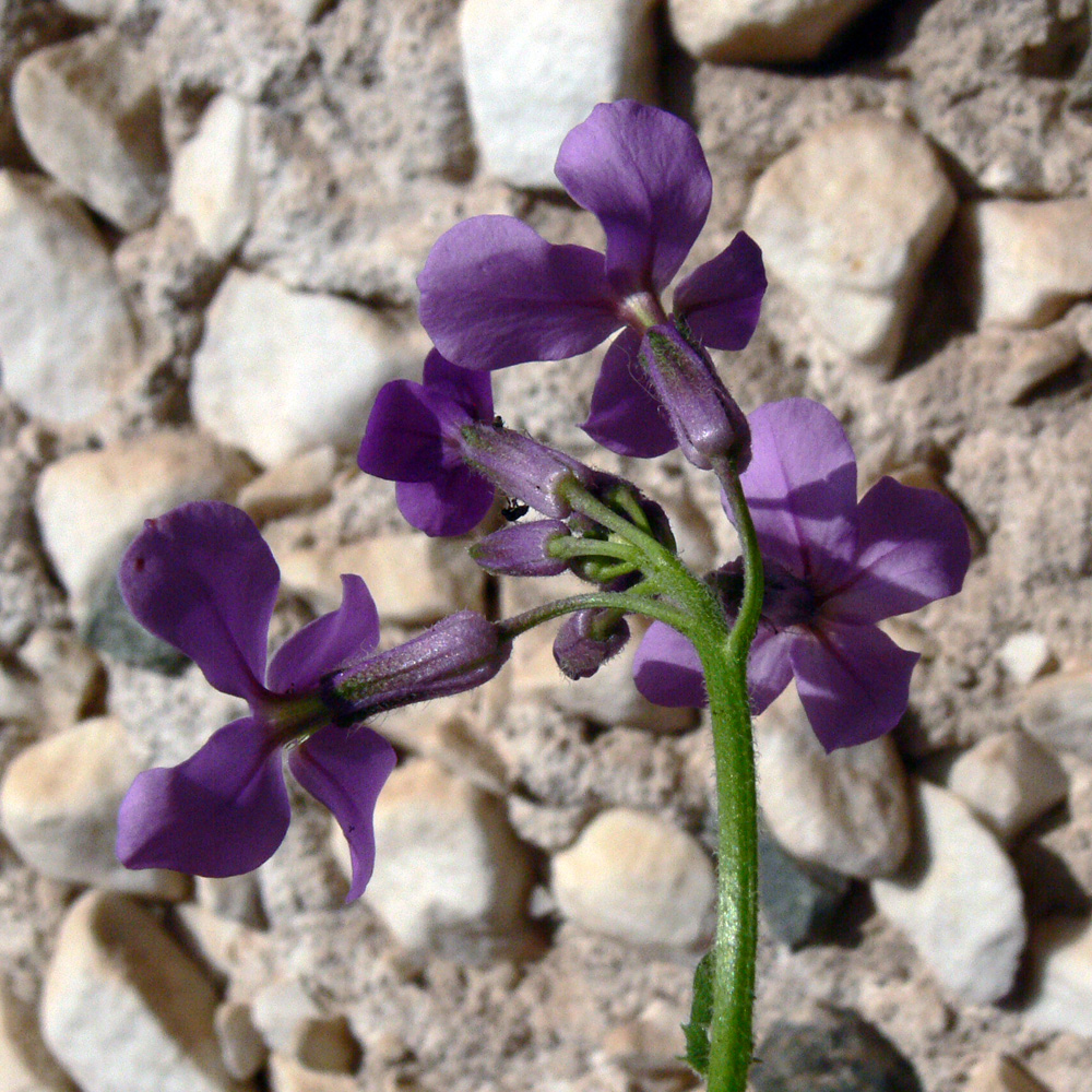 Изображение особи Hesperis matronalis.