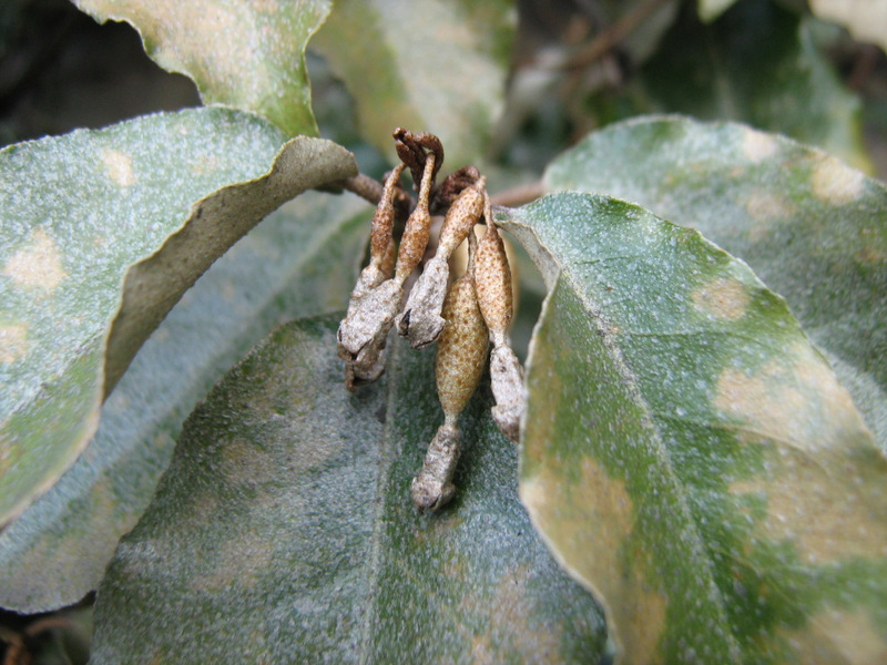 Image of Elaeagnus pungens specimen.