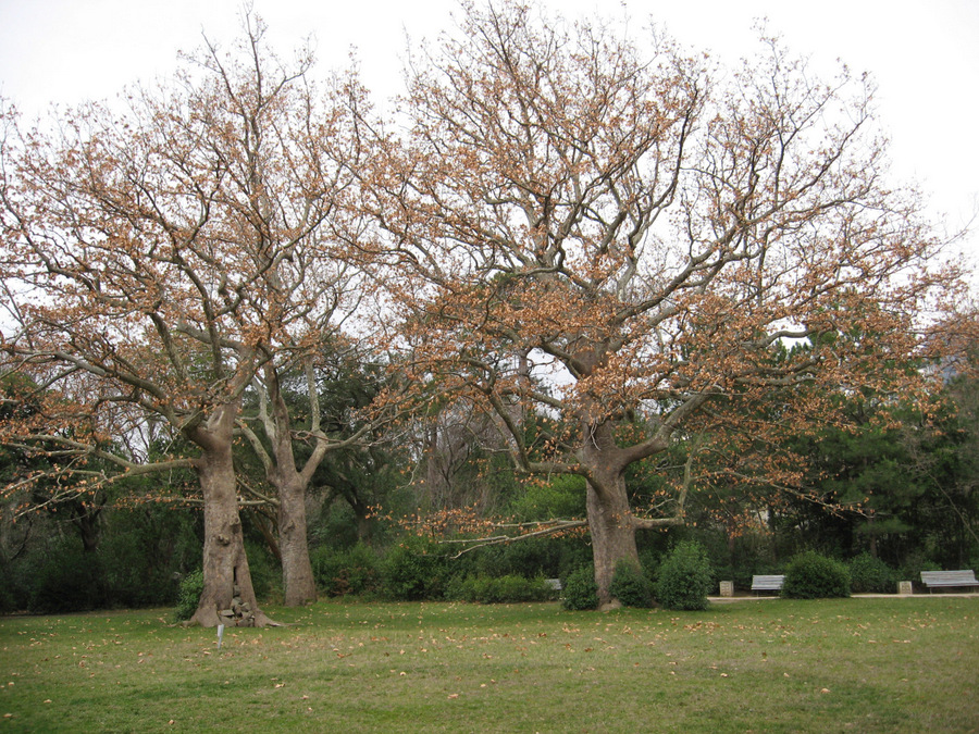 Изображение особи Platanus orientalis.