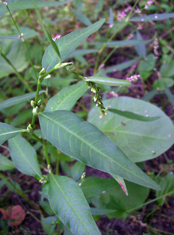 Image of Persicaria hydropiper specimen.