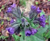 Pulmonaria mollis