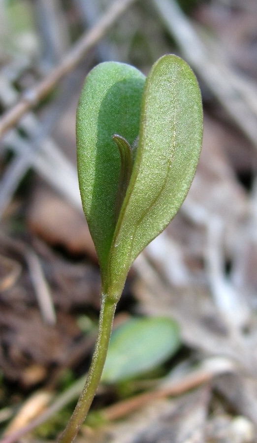 Image of genus Melampyrum specimen.