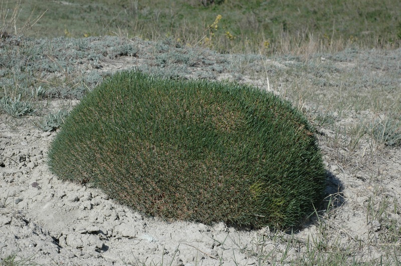 Image of Acantholimon alatavicum specimen.