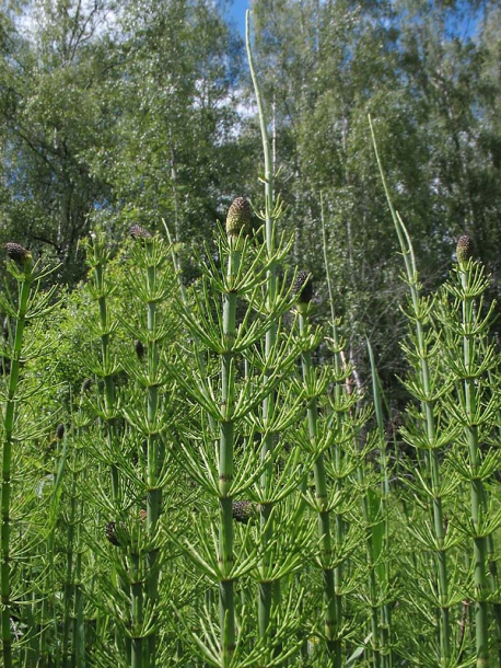 Image of Equisetum fluviatile specimen.