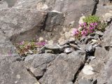 Saxifraga asiatica