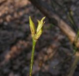 Euonymus verrucosus