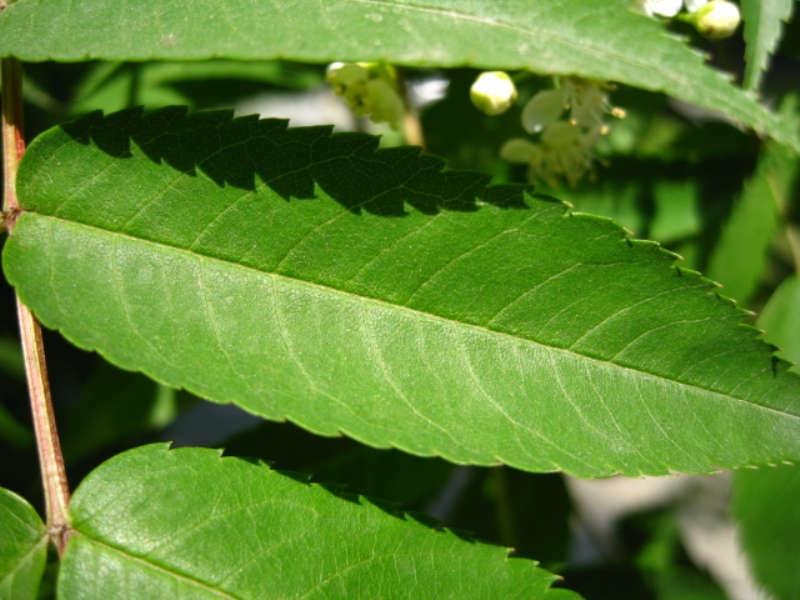 Изображение особи Sorbus commixta.