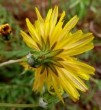 Смотреть изображение Sonchus tenerrimus