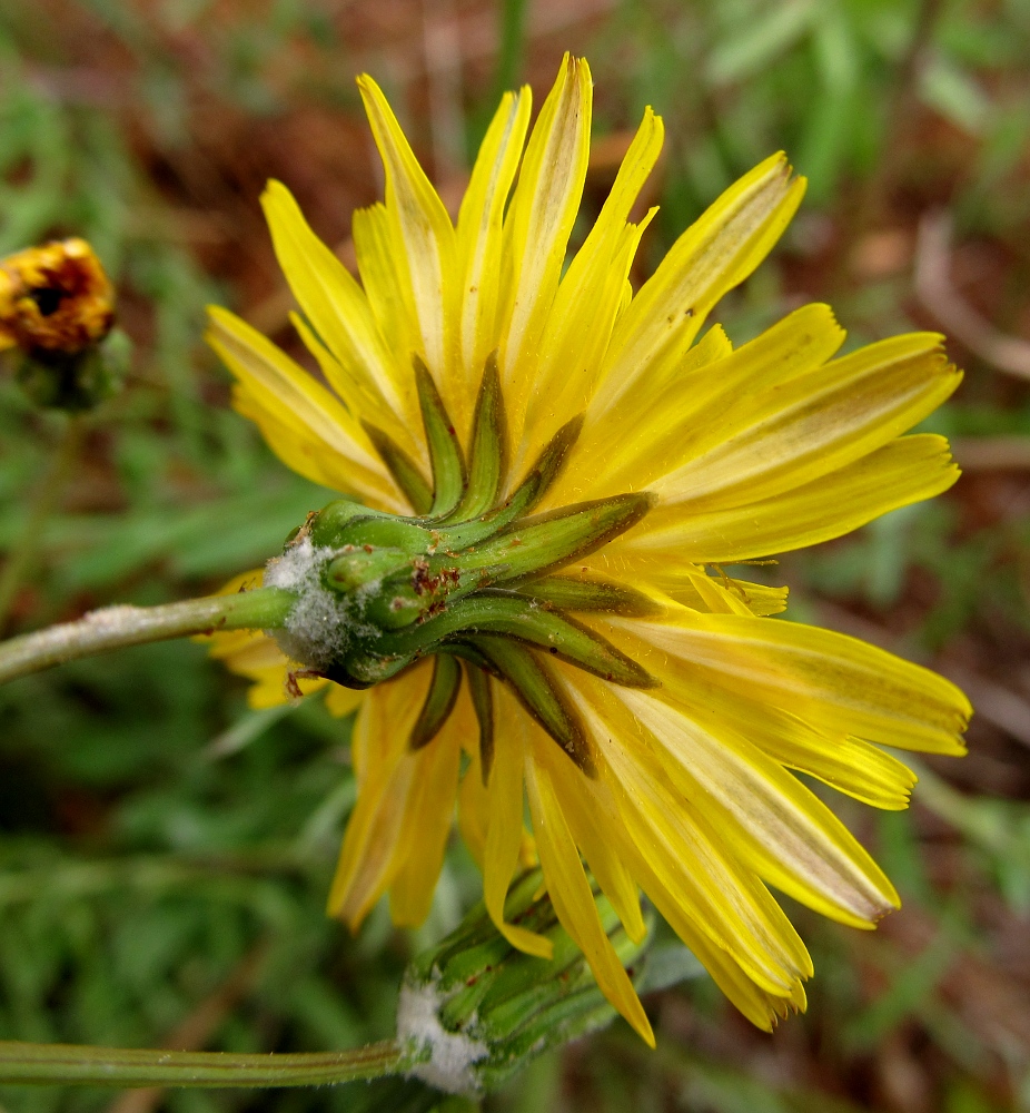 Image of Sonchus tenerrimus specimen.