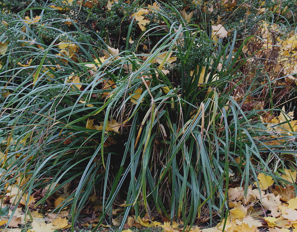 Image of Carex pendula specimen.