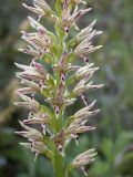 genus Orchis. Соцветие. Israel, Judean Mountains. 15.03.2006.