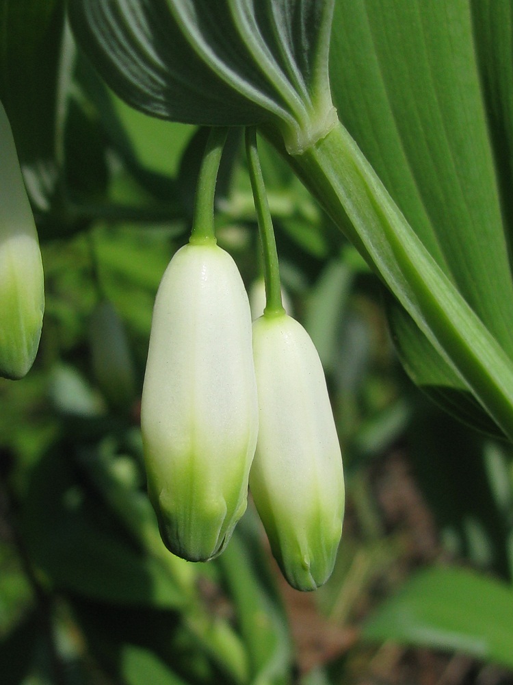 Изображение особи Polygonatum odoratum.