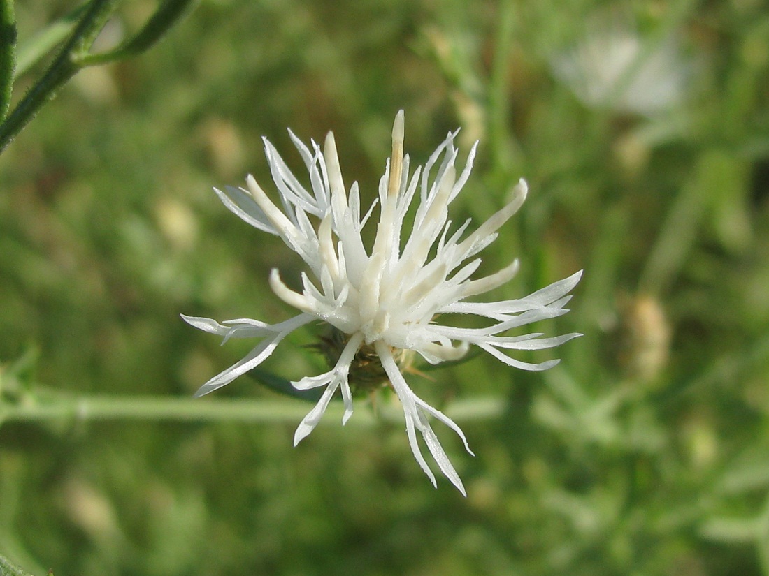 Image of Centaurea diffusa specimen.