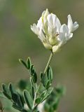 Astragalus albicaulis. Верхушка побега с соцветием. Украина, Донецкая обл., Славянский р-н, окр. с. Богородичное, меловой склон. 08.07.2012.