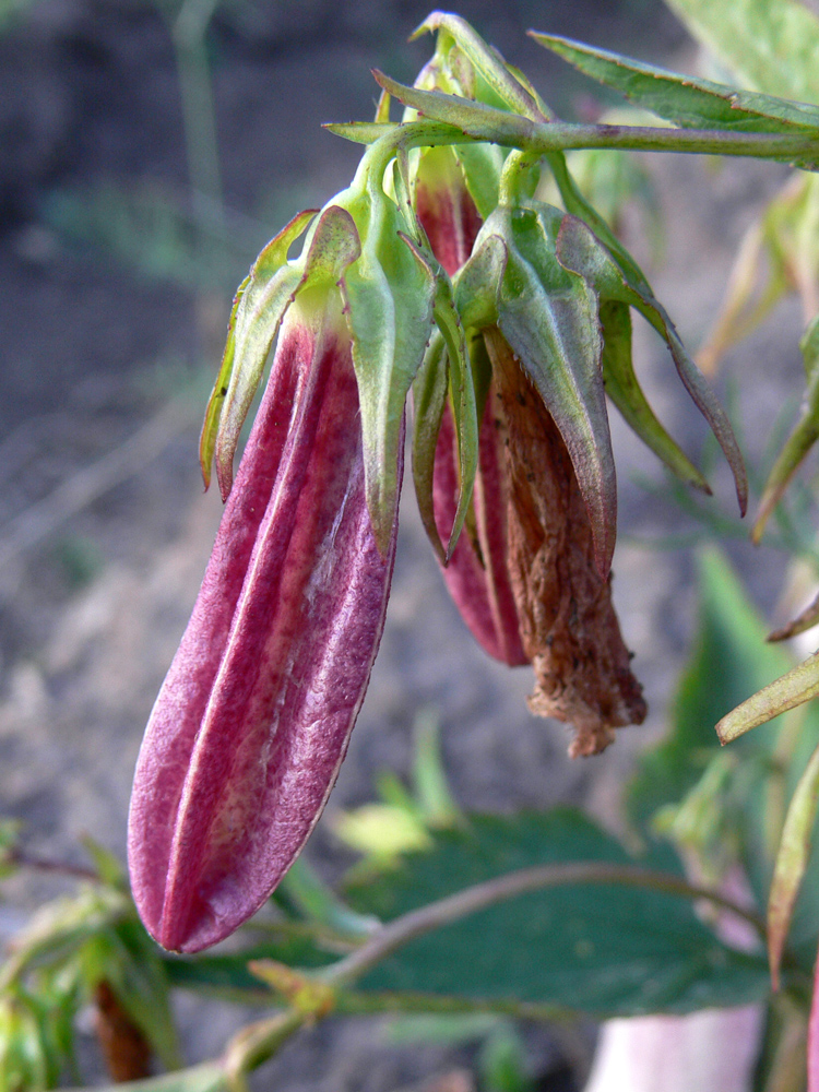 Изображение особи Campanula takesimana.