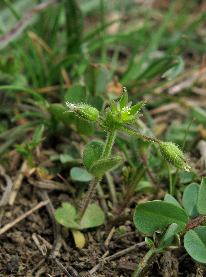 Image of Cerastium semidecandrum specimen.