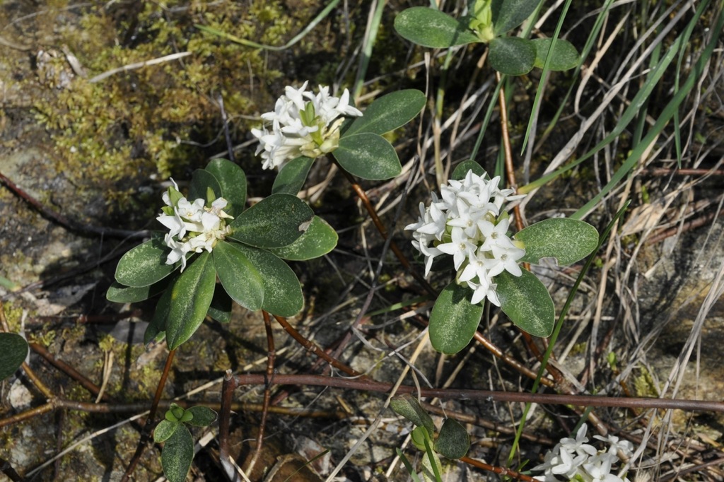 Image of Daphne blagayana specimen.