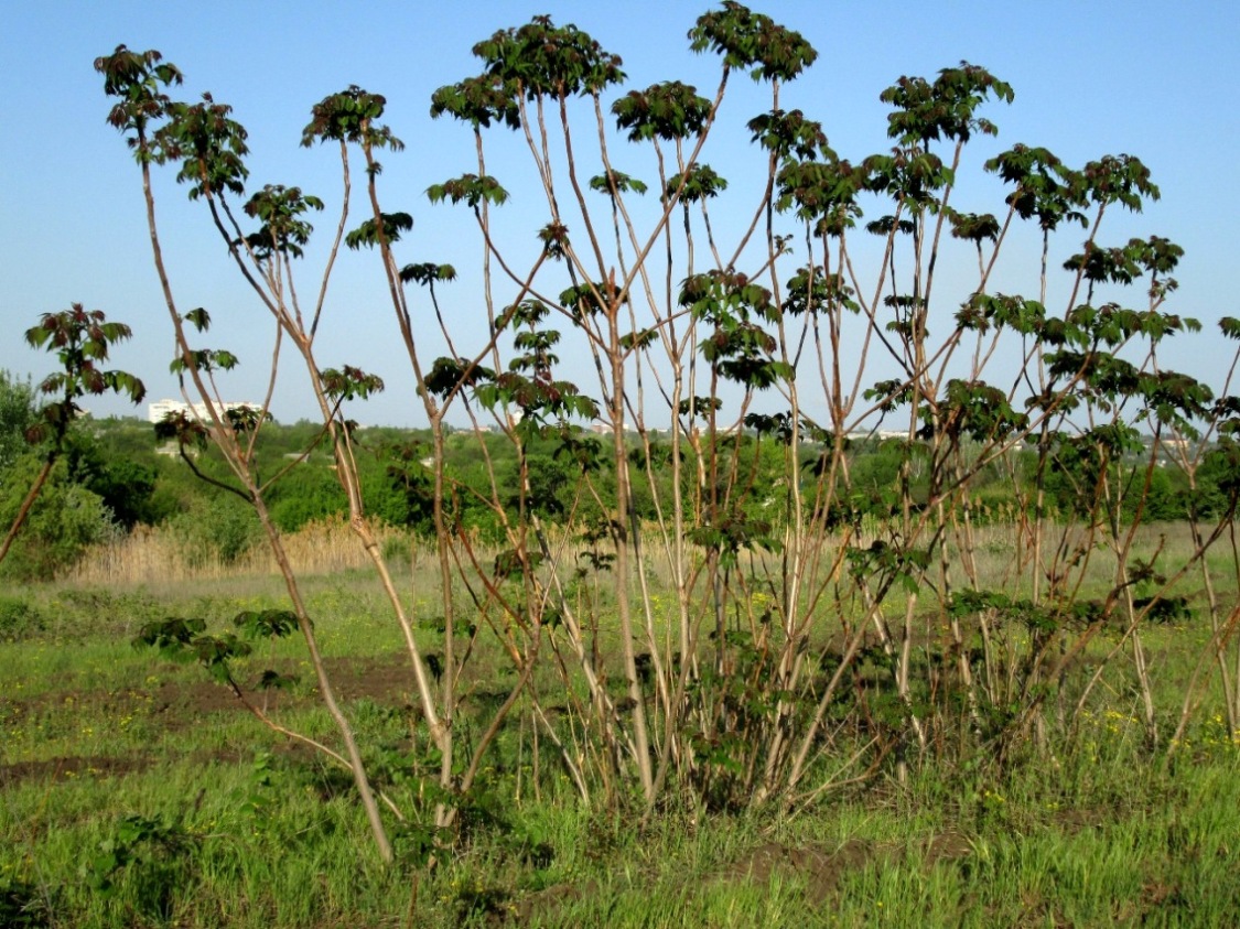 Image of Ailanthus altissima specimen.