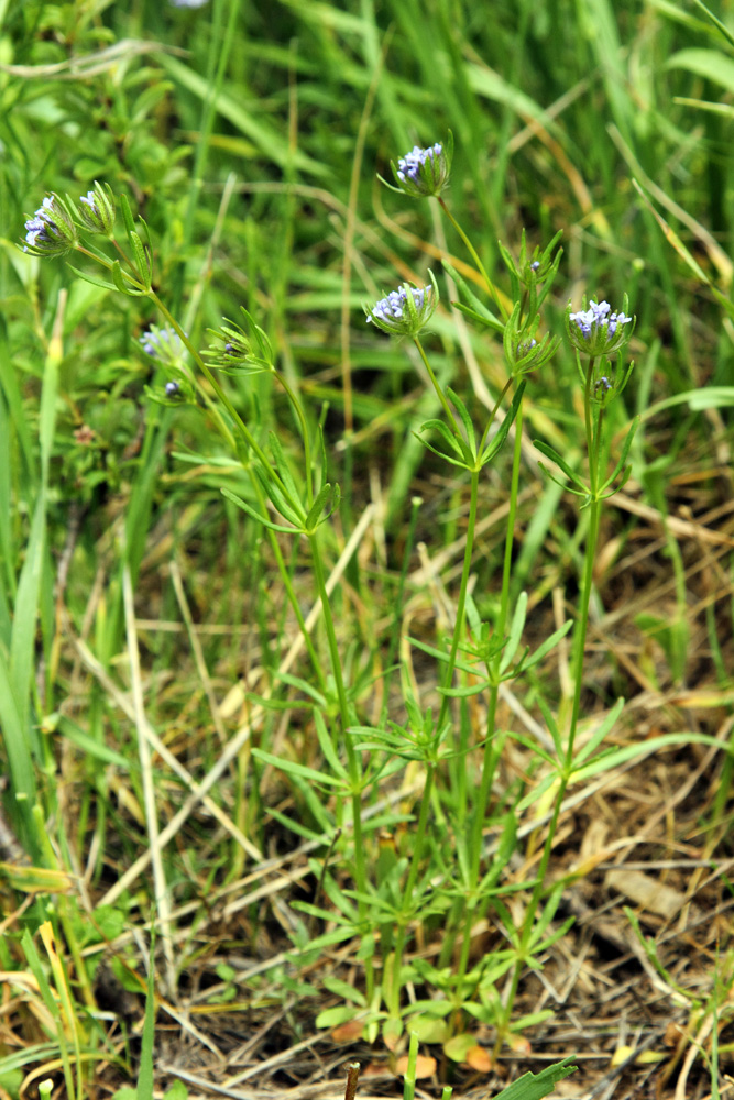 Изображение особи Asperula arvensis.