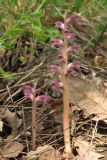 Orobanche pubescens. Цветущие растения. Южный Берег Крыма, гора Аю-Даг. 27 мая 2013 г.