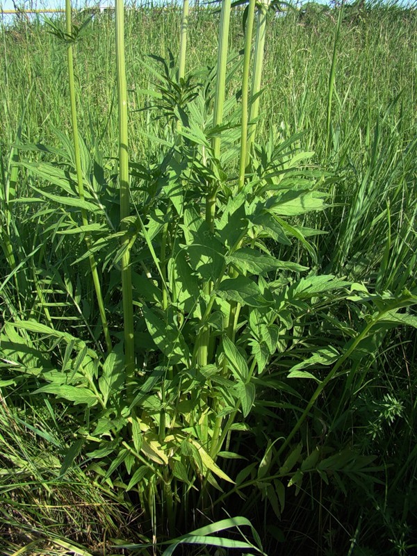 Image of Valeriana wolgensis specimen.