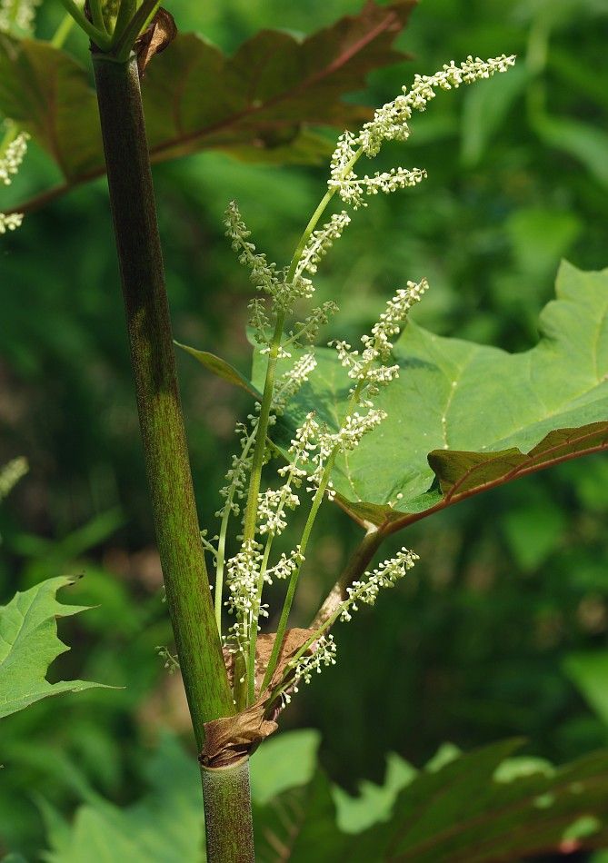 Image of Rheum palmatum specimen.