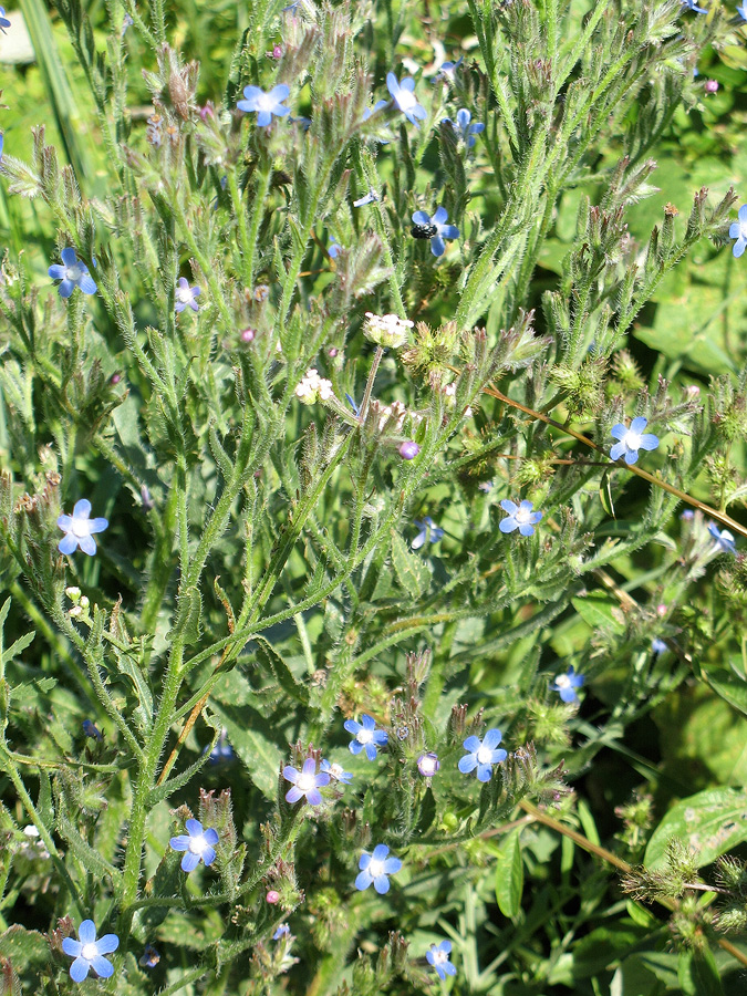 Image of Anchusa azurea specimen.