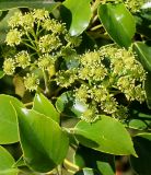 Trochodendron aralioides. Соцветия и листья. Германия, г. Krefeld, Ботанический сад. 02.06.2013.