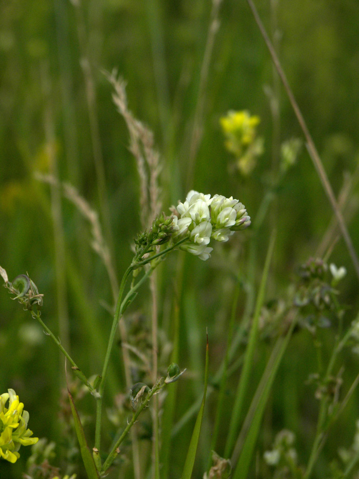 Image of Medicago falcata specimen.